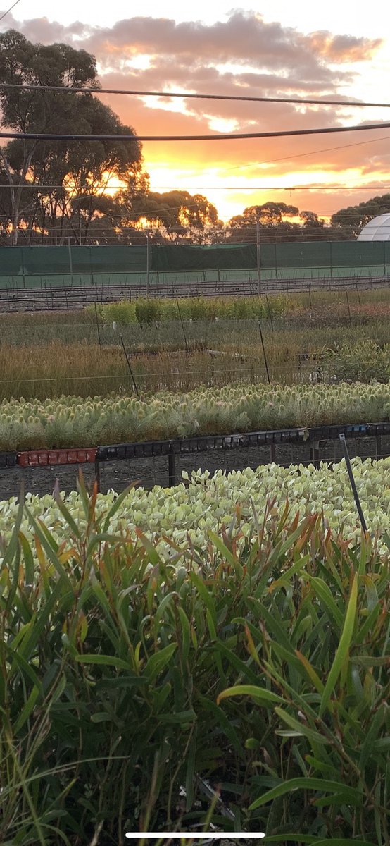 ChatfieldsTrees's tweet photo. Not sure if I am allowed to put this in here so I am sure you will tell me.. Chatfields Tree Nursery season is ending... finish up in 14th Aug. Still have trees available .... even maybe Anameka!! So get in contact asap! #chatfields https://t.co/78HpjkdDpg