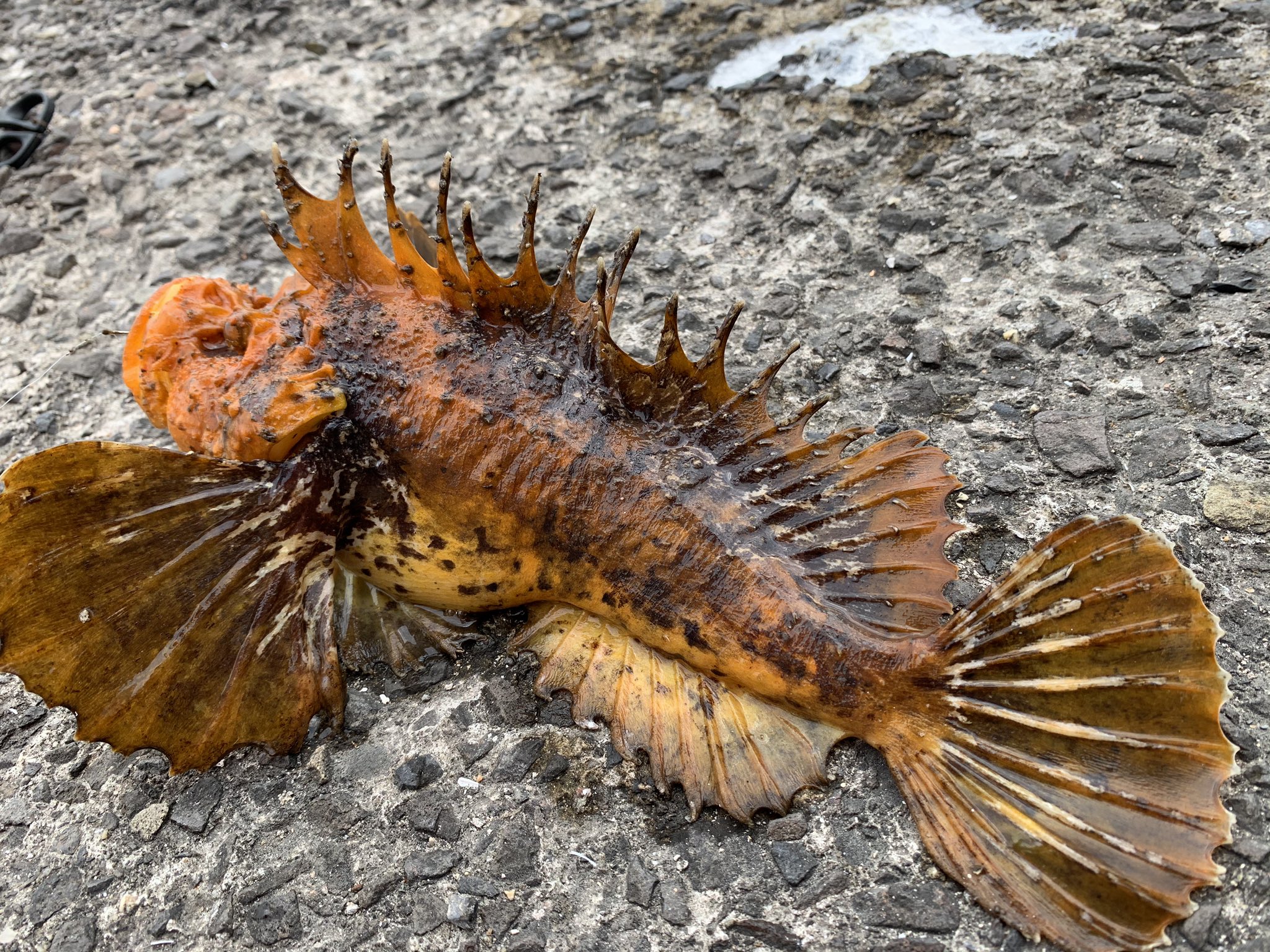 Hiro てか オコゼってこんなデカなるん 30センチはありました 釣り 釣り好きな人と繋がりたい T Co 8hiok8nzkt Twitter