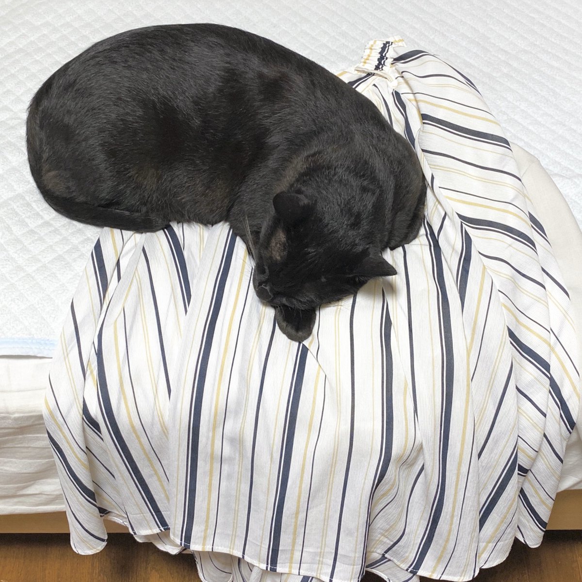 no humans cat animal black cat animal focus sleeping vertical stripes  illustration images