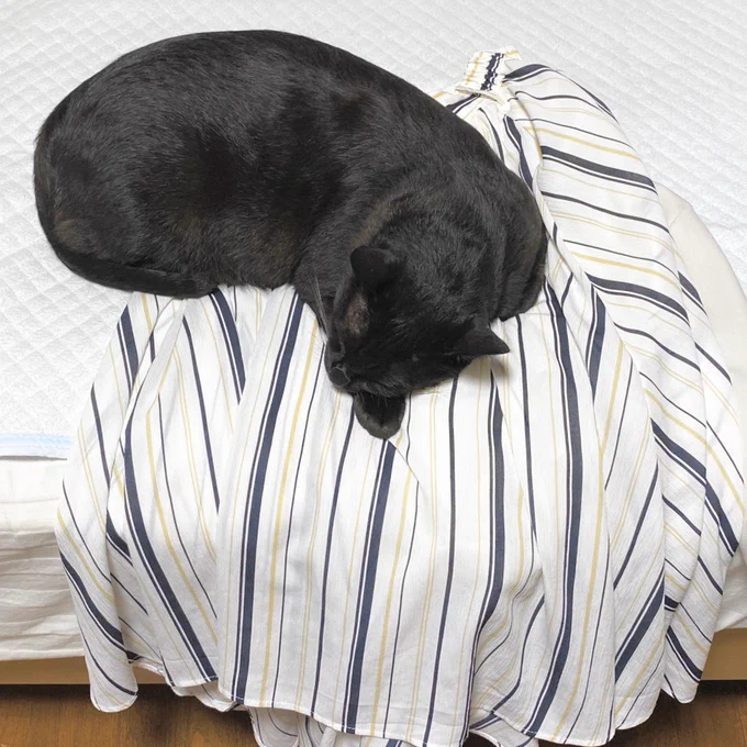 帰宅して部屋着に着替えて、ふぅ…と振り向いたら、脱いだばかりの外出着に飛びついてる子がいて笑ってしまった
脱ぎたてホヤホヤGETでご満悦のねこ…愛が深まる… 