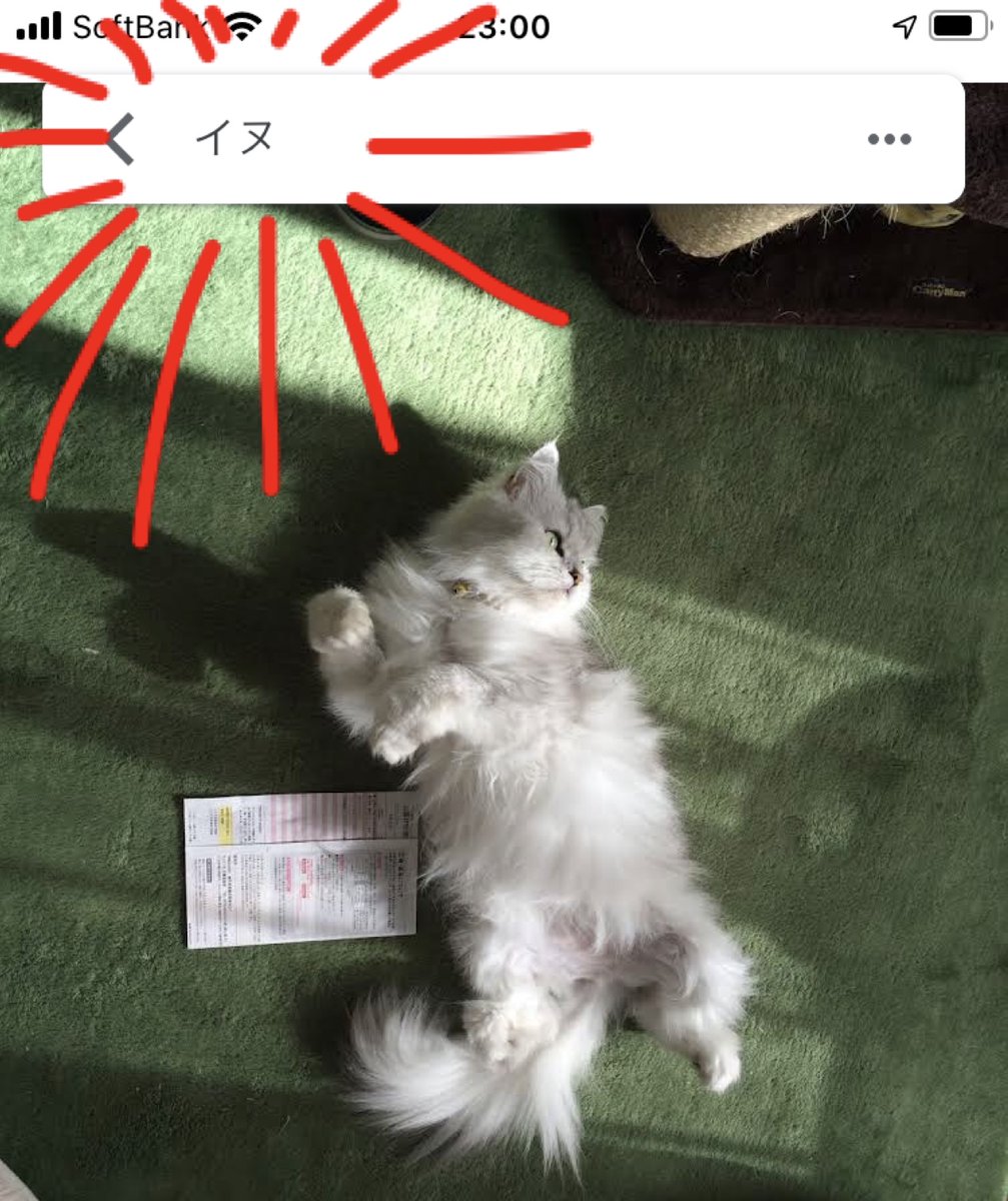 キリヤ 高橋桐矢 ポル姉さんが 耳をかゆがっていたので 動物病院に行きました 耳の中の黒い汚れに見えたのはマラセチア というカビでした 犬に多いんだそうです 耳の中を洗ってもらって お薬をもらってきました