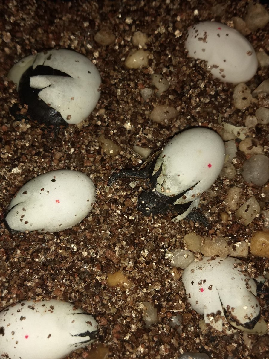 Morning hatch check showed everyone is progressing. The upper left hatchling turned around inside the shell. Maybe took a look at 2020 and decided to go back in.