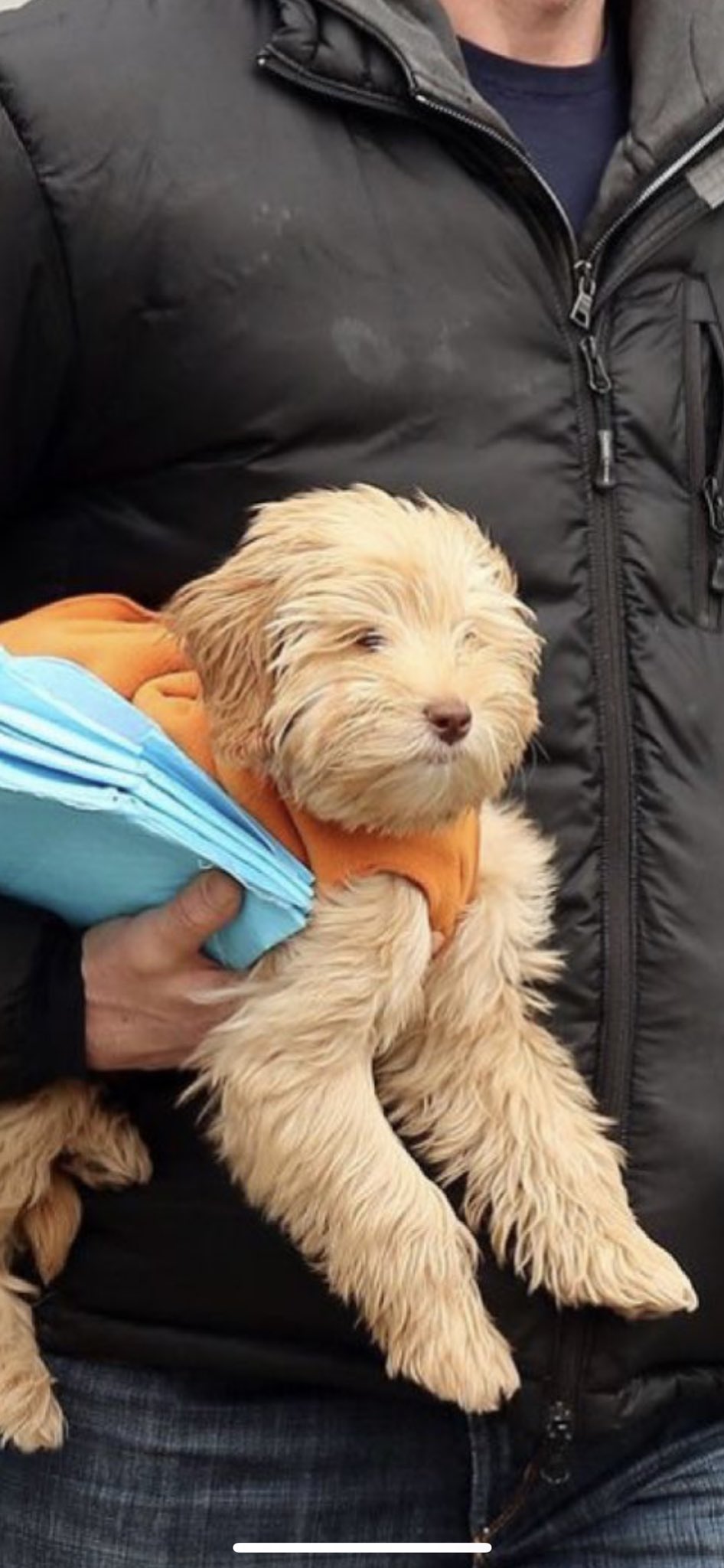 ヒュージャックマンの愛犬の表情がキリっとしてる 心なしか自慢げ 話題の画像プラス ヒュージャックマンの愛犬の表情がキリっとしてる 心なしか自慢げ 話題の画像プラス