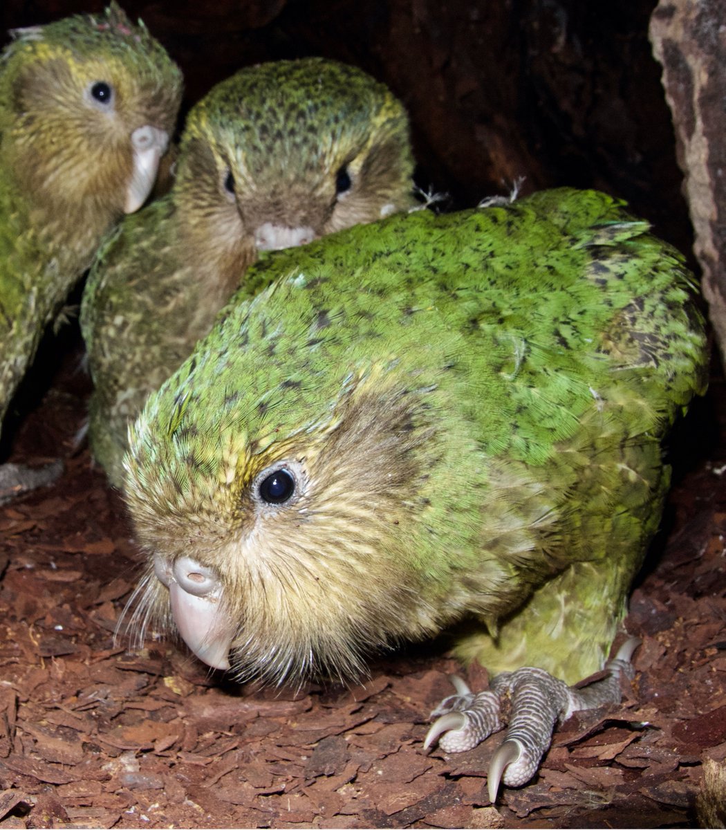  #Fluffenchops2020 ROUND 1 Part 1 (9/16)Left: Kakapo (Strigops habroptilus):  @takapodigsVSRight: Antipodes Parakeet (Cyanoramphus unicolor): David BoyleWho has the best  #Fluffenchops? Vote in the poll below! #Birds  #Ornithology  #TeamBird