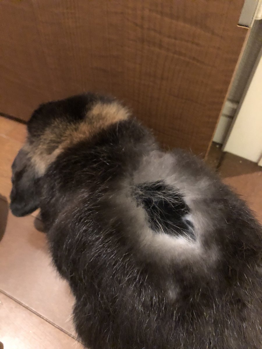 フクロウ 黒丸 換毛期で10円ハゲみたいに毛が抜けていってる ウサギ