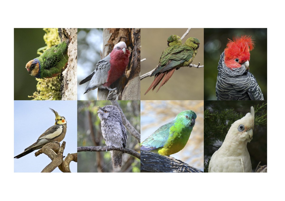 Congrats to the winners of  #Fluffenchops2020 Round 1 Part 1!Red-breasted Pygmy ParrotGalahAustral ParakeetGang-gang CockatooGang-gang CockatooTawny FrogmouthRed-rumped ParrotLittle CorellaVoting for Round 1 Part 2 will begin shortly! #TeamBird
