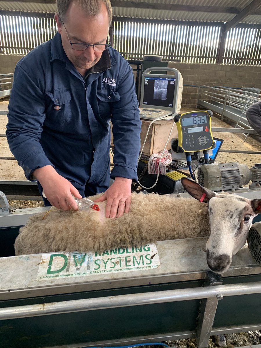 Blue faced leicesters in for their 21 week scan and weigh. #bluefacedleicester #ahdb #signet #dmhandling #eziweigh #ebv #performancerecorded  #performancerecordedleicesters #performancerecordedswales