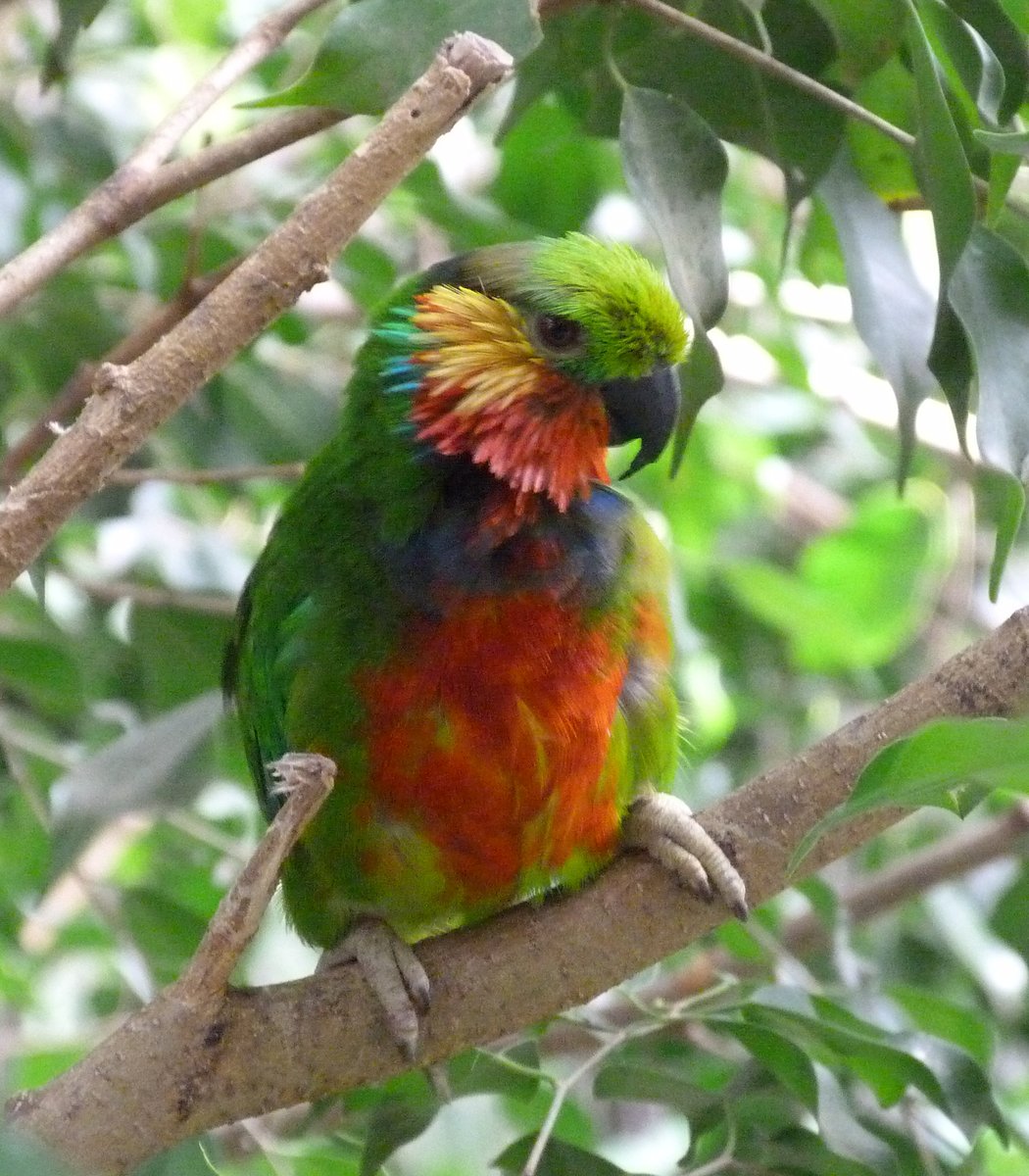  #Fluffenchops2020 ROUND 1 Part 1 (10/16)Left: Edward's Fig Parrot (Psittaculirostris edwardsii): Arnaud DelbergheVSRight: Australian Ringneck Parrot (Barnardius zonarius):  @numbathyalWho has the best  #Fluffenchops? Vote below! #Birds  #Ornithology  #TeamBird