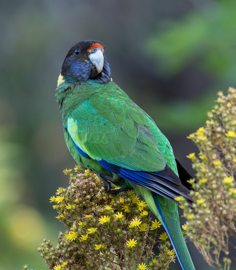  #Fluffenchops2020 ROUND 1 Part 1 (10/16)Left: Edward's Fig Parrot (Psittaculirostris edwardsii): Arnaud DelbergheVSRight: Australian Ringneck Parrot (Barnardius zonarius):  @numbathyalWho has the best  #Fluffenchops? Vote below! #Birds  #Ornithology  #TeamBird