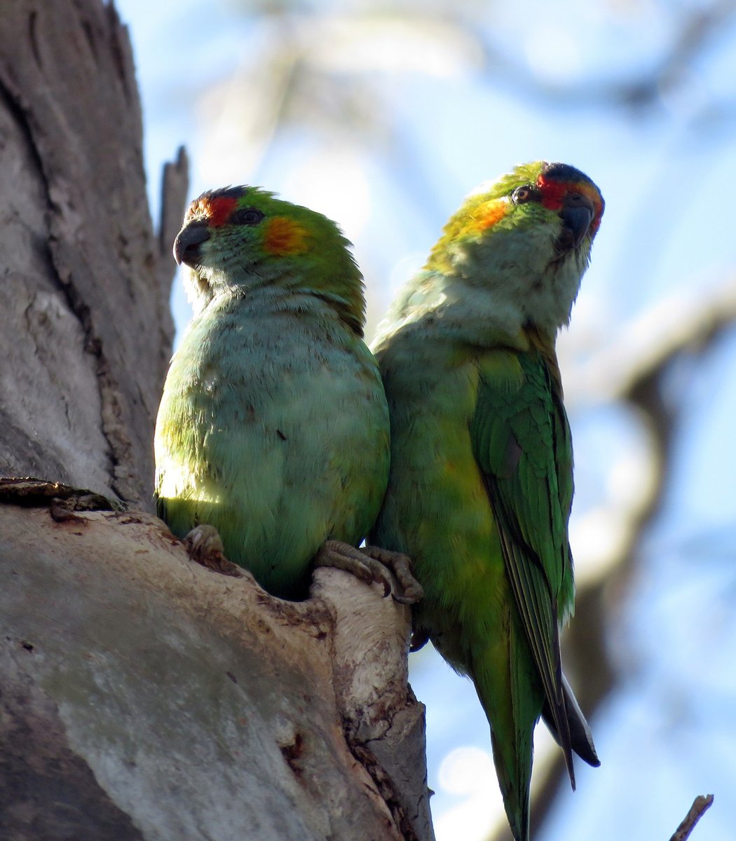 Left: Purple-crowned Lorikeet (Parvipsitta porphyrocephala): Michael LivingstonVSRight: New Zealand Kākā (Nestor meridionalis): Jeff MawWho has the best  #Fluffenchops? Vote in the poll below! #Birds  #Ornithology  #TeamBird