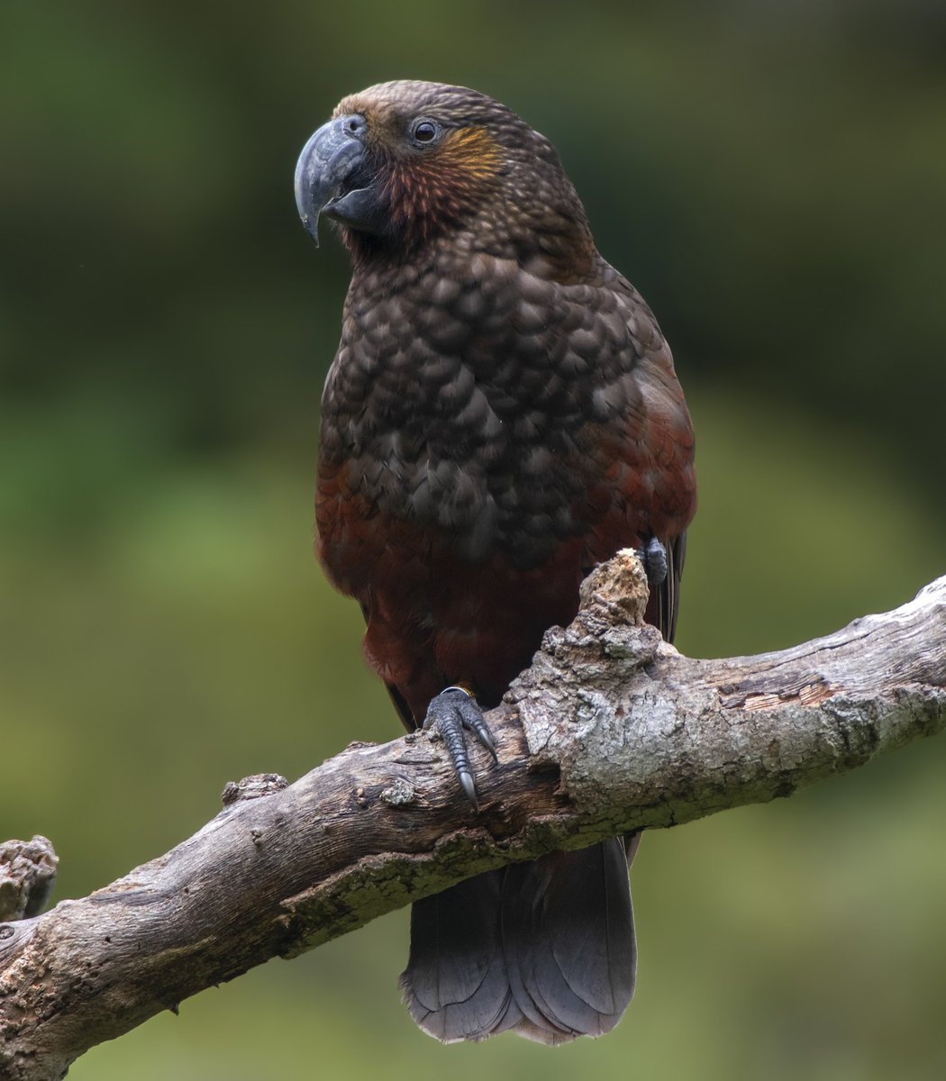 Left: Purple-crowned Lorikeet (Parvipsitta porphyrocephala): Michael LivingstonVSRight: New Zealand Kākā (Nestor meridionalis): Jeff MawWho has the best  #Fluffenchops? Vote in the poll below! #Birds  #Ornithology  #TeamBird