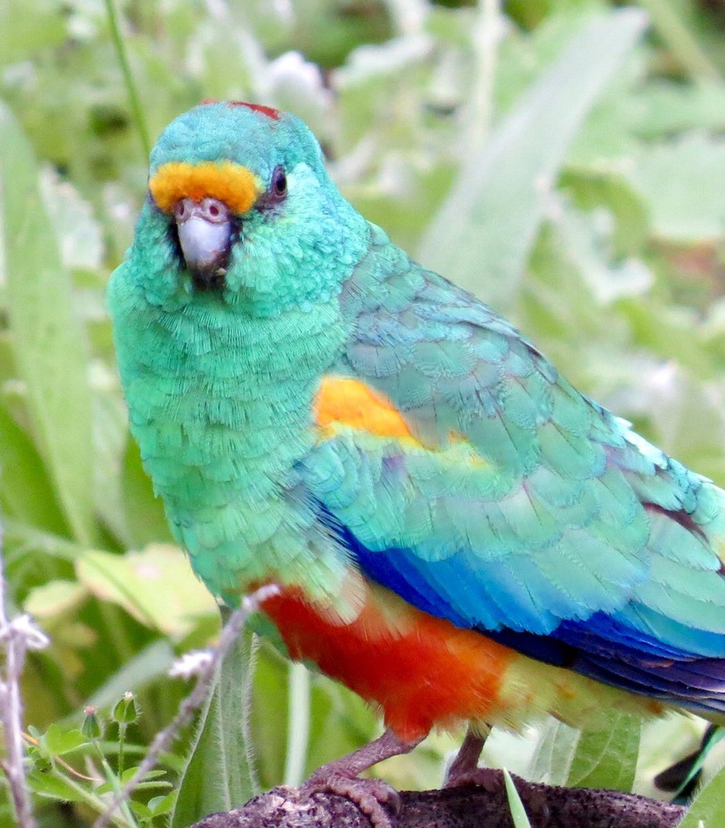  #Fluffenchops2020 ROUND 1 Part 1 (12/16)Left: Mulga Parrot (Psephotellus varius):  @KathrynSelmesVSRight: Red-tailed Black-cockatoo (Calyptorhynchus banksii):  @michloiseWho has the best  #Fluffenchops? Vote in the poll below! #Birds  #Ornithology  #TeamBird