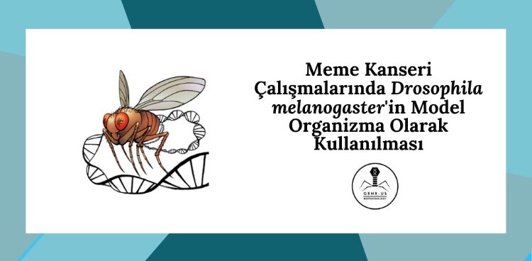 Geneusbiotech1's tweet photo. “Meme kanseri çalışmalarında Drosophila melanogaster’in Model Organizma Olarak Kullanılması” başlıklı yazımızı aşağıdaki linkten okuyabilirsiniz. İyi okumalar! 👇🏻
https://t.co/zgA7sKOUwd
#geneus #breastcancer #drosophila #modelorganism https://t.co/sDNO39kn3Y