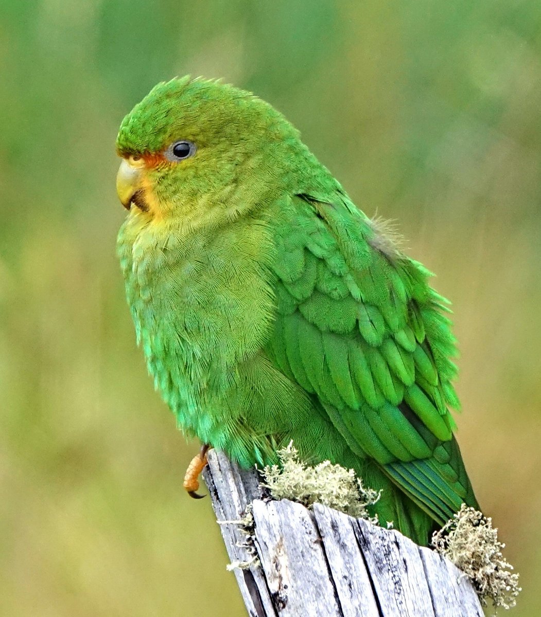 Left: Rufous-fronted Parakeet (Bolborhynchus ferrugineifrons): Doug SwartzVSRight: Crimson Rosella (Platycercus elegans):  @ParrotOfTheDayWho has the best  #Fluffenchops? Vote in the poll below! #Birds  #Ornithology  #TeamBird