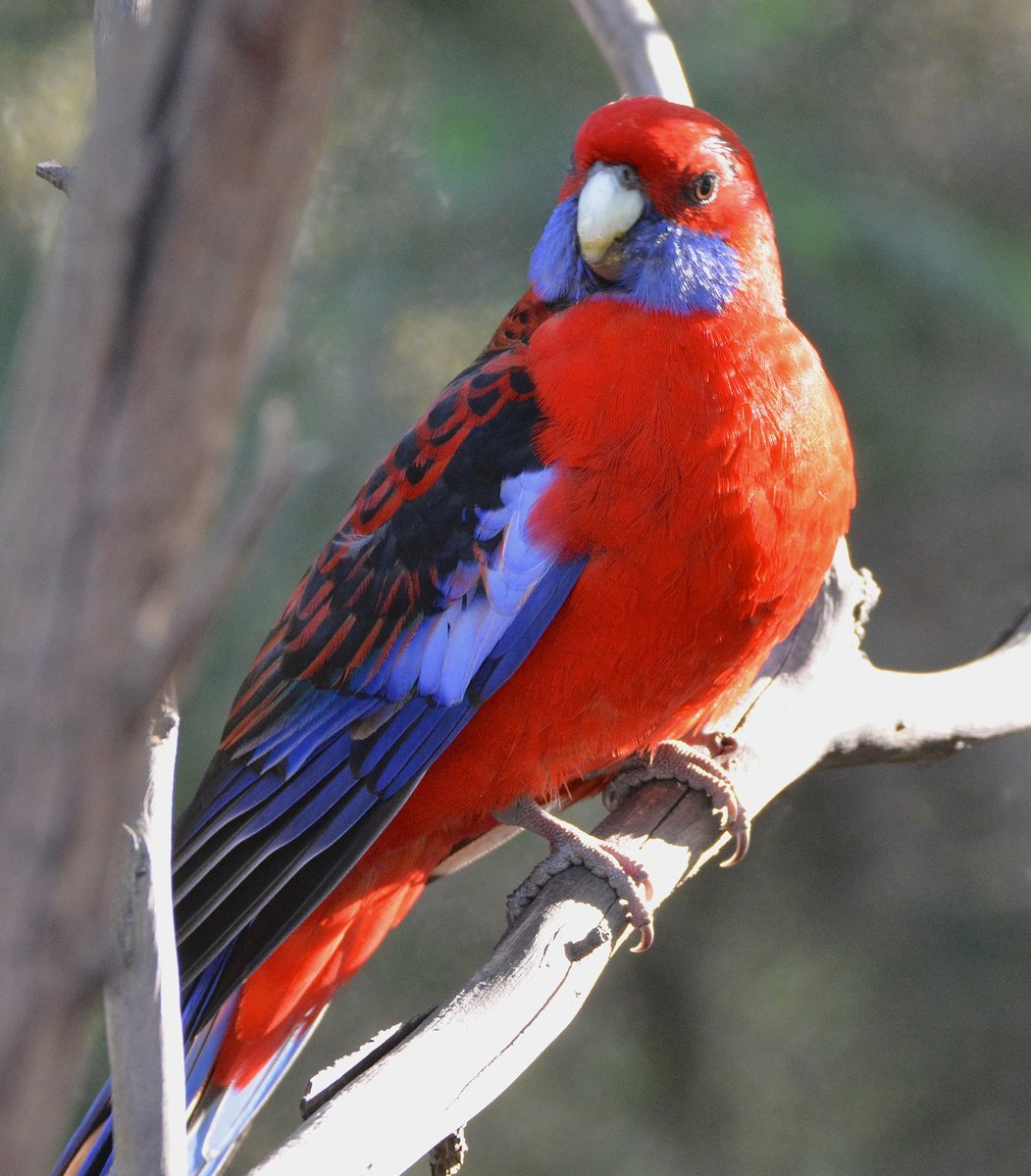 Left: Rufous-fronted Parakeet (Bolborhynchus ferrugineifrons): Doug SwartzVSRight: Crimson Rosella (Platycercus elegans):  @ParrotOfTheDayWho has the best  #Fluffenchops? Vote in the poll below! #Birds  #Ornithology  #TeamBird