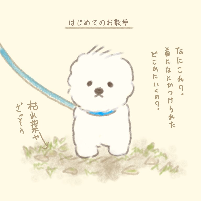 Twoucan ビションフリーゼ の注目ツイート イラスト マンガ