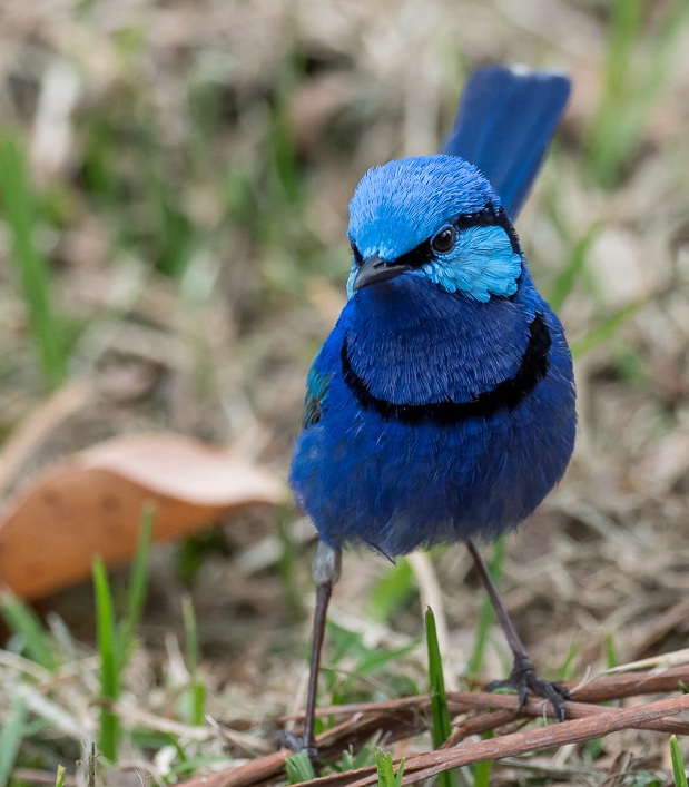  #Fluffenchops2020 ROUND 1 Part 1 (15/16)Left: Sulphur-crested Cockatoo (Cacatua galerita):  @ParrotOfTheDayVSRight: Splendid Fairy-wren (Malurus splendens):  @numbathyalWho has the best  #Fluffenchops? Vote in the poll below! #Birds  #Ornithology  #TeamBird