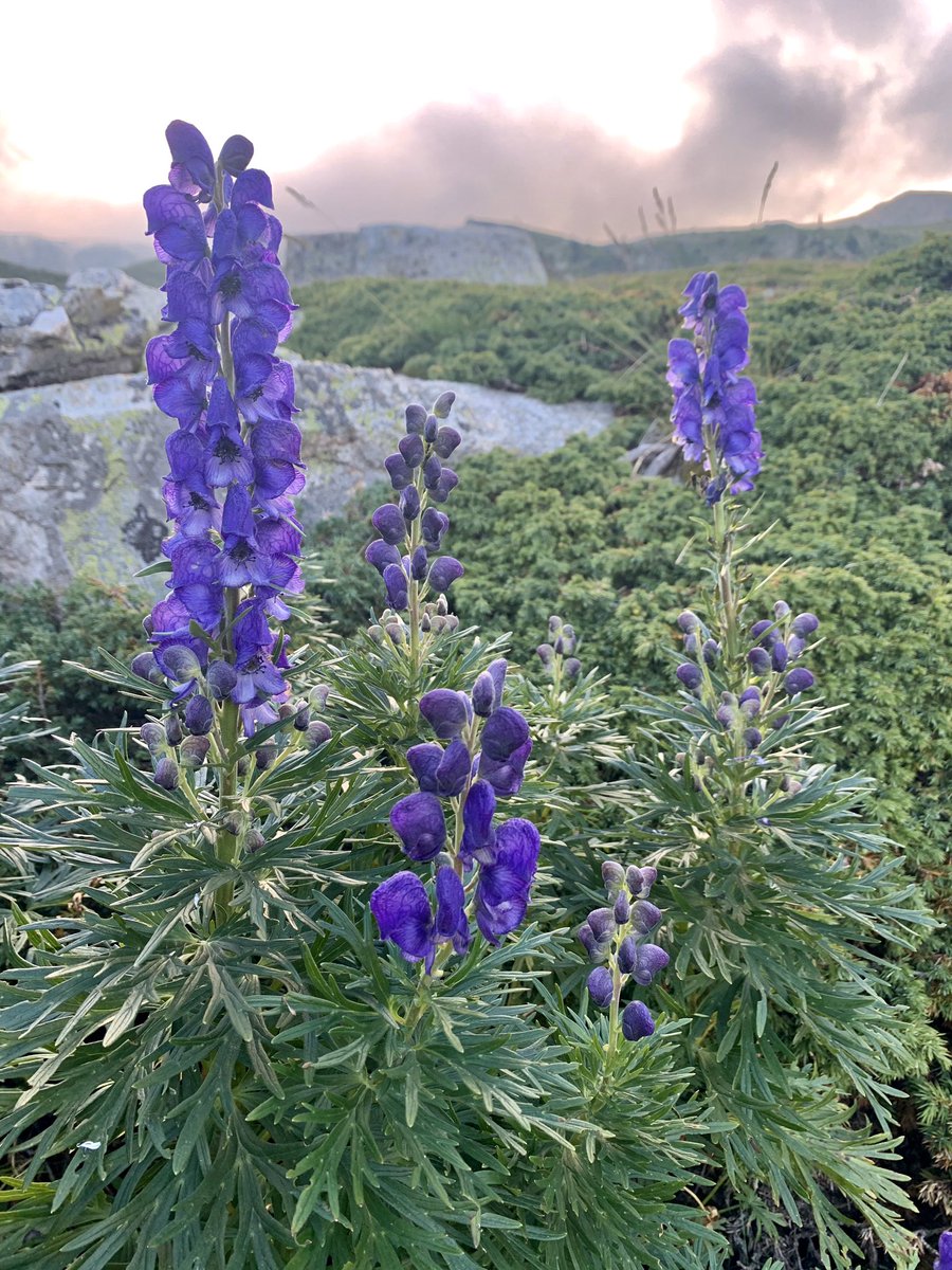 MujeresNomadas's tweet photo. ☠️ Acónito o matalobos ☠️
Igual de bonita que mortífera. La flor más tóxica de Europa y ya florece en el Pirineo. Cuidadito estos días por el monte. 
⚠️ Ni rozarla ⚠️
#aconitum #matalobos #torablava https://t.co/gJFAb0FsdK
