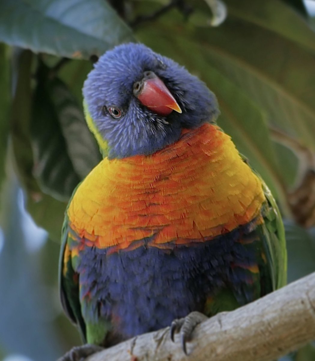  #Fluffenchops2020 ROUND 1 Part 1 (16/16)Left: Rainbow Lorikeet (Trichoglossus moluccanus):  @TheToasterBoyVSRight: New Holland Honeyeater (Phylidonyris novaehollandiae):  @ParrotOfTheDayWho has the best  #Fluffenchops? Vote below! #Birds  #Ornithology  #TeamBird