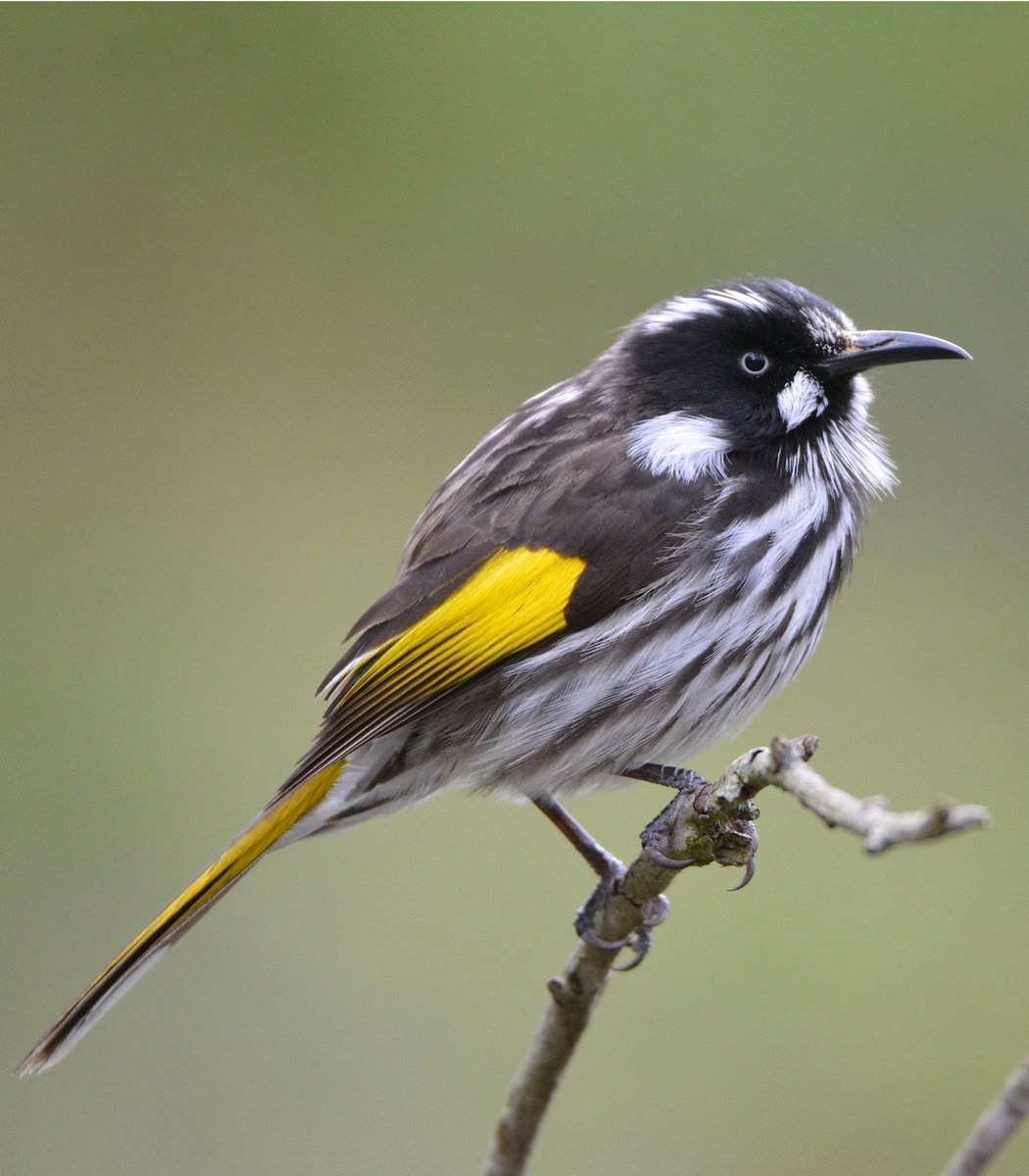  #Fluffenchops2020 ROUND 1 Part 1 (16/16)Left: Rainbow Lorikeet (Trichoglossus moluccanus):  @TheToasterBoyVSRight: New Holland Honeyeater (Phylidonyris novaehollandiae):  @ParrotOfTheDayWho has the best  #Fluffenchops? Vote below! #Birds  #Ornithology  #TeamBird