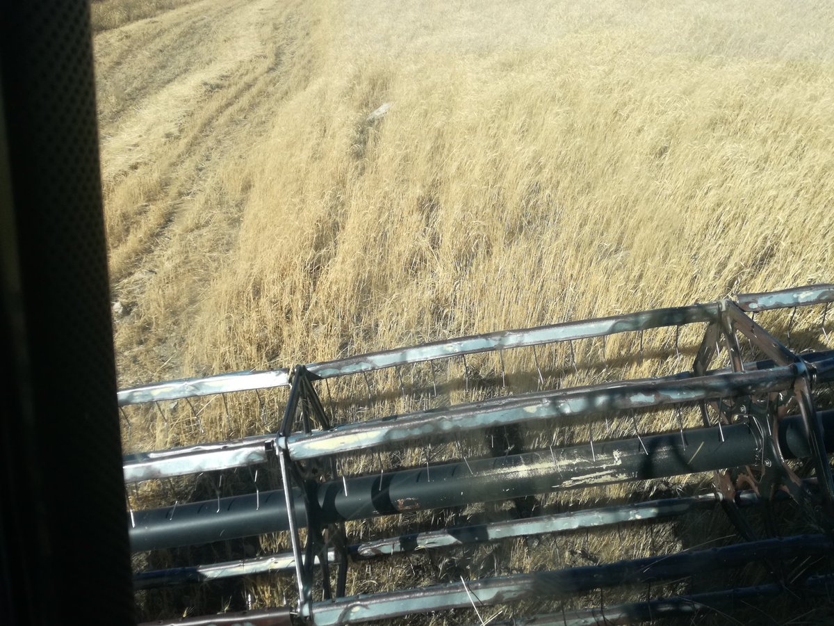 san_giovannello's tweet photo. 🌞 La #Timilia è un grano 🌾🌱🌾antico siciliano, dal glutine poco tenace e altamente digeribile. Noi lo coltiviamo in Bio per produrre pane e pasta di alta qualità.🍝🍞
https://t.co/QKERHuVQBb
#pasta #pastaartigianale #agricolturaBiologica #farina #graniantichi #Sicilia https://t.co/MYKTYPKX0w