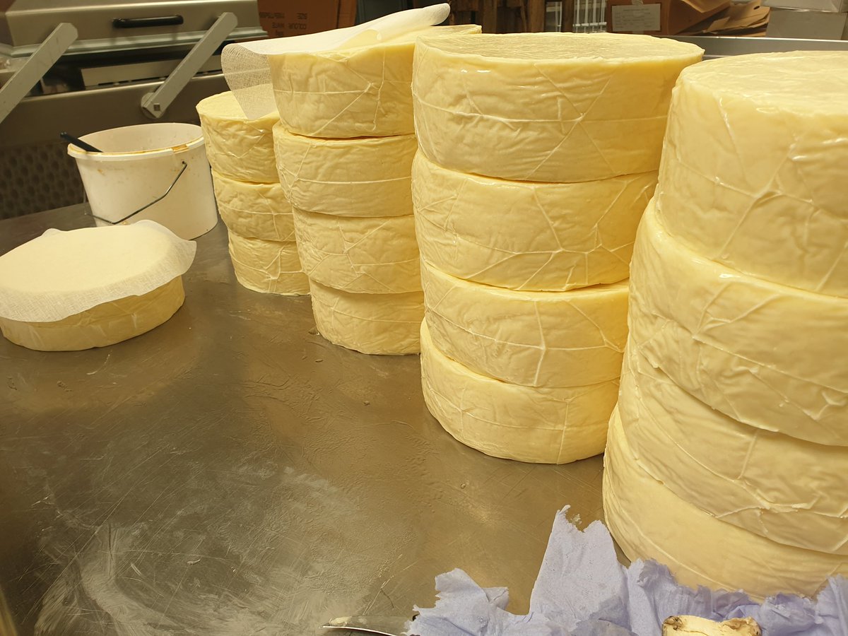 RibblesdaleC's tweet image. The golden colour of these #unpasteurisedwensleydales is just lovely, and a big contrast to the white colour of our #goatcheese. These little fellas are going into the maturing room with their friends, for a long sleep, punctuated by the occasional rub round and turn.