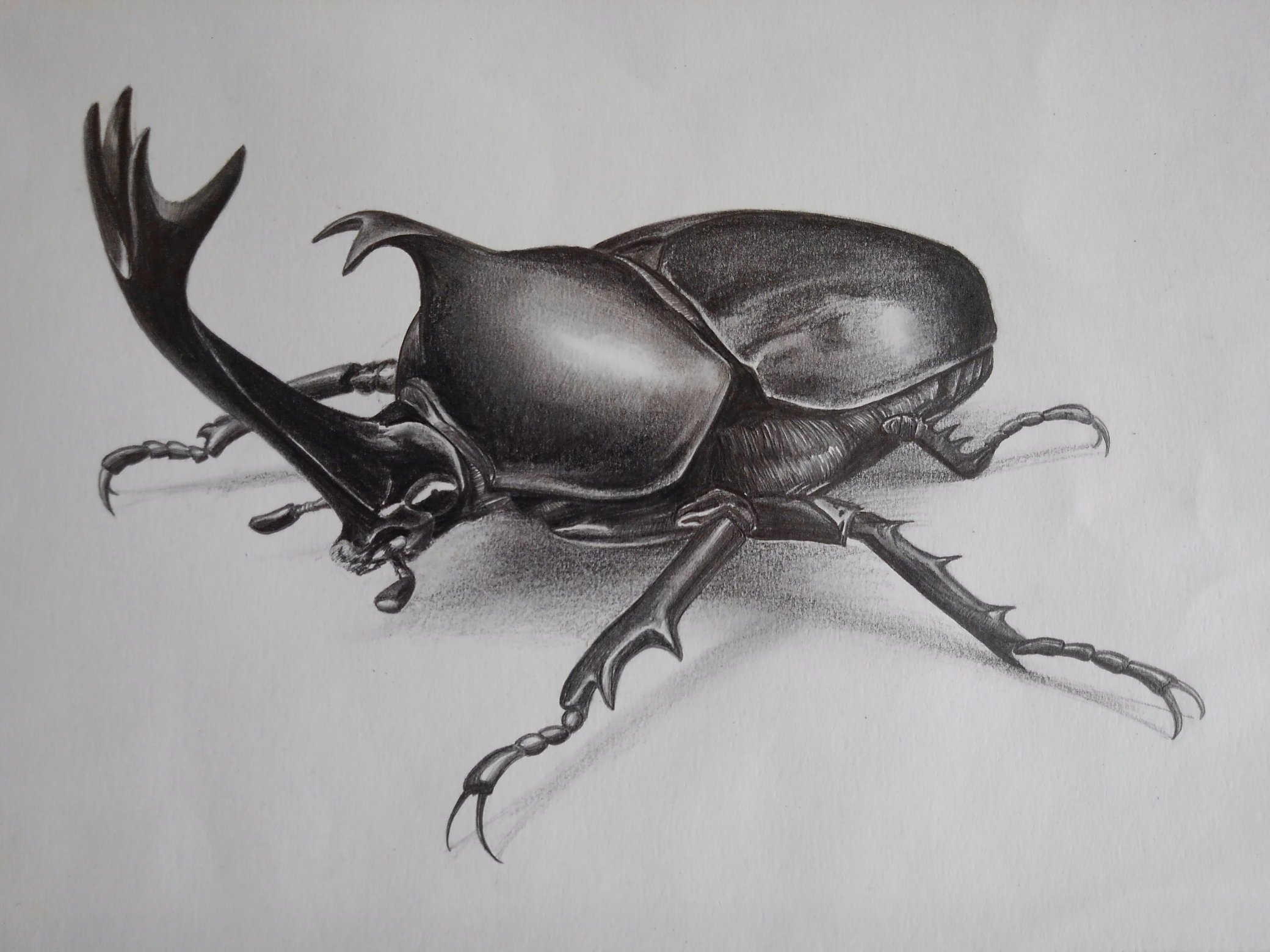 とっしいのギャラリー カブトムシを鉛筆で描きました カブトムシ 鉛筆画 カブトムシの絵 デッサン 鉛筆デッサン 昆虫画 T Co Jglkmodf95 Twitter