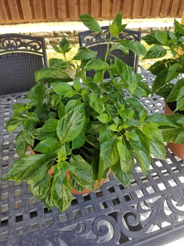 BadgersPeppers's tweet photo. Ghost pepper plants are perennial and take between 120 and 150 days to reach full maturity 👻🌶🌱 The ghost chili pepper adds a punch of flavor and heat to any dish. This pepper is going to be a flavorful addition to our spicy Badger salt 😎🧂 
#BadgersPepperProducts #GhostPepper https://t.co/d2HVsSe5Hp