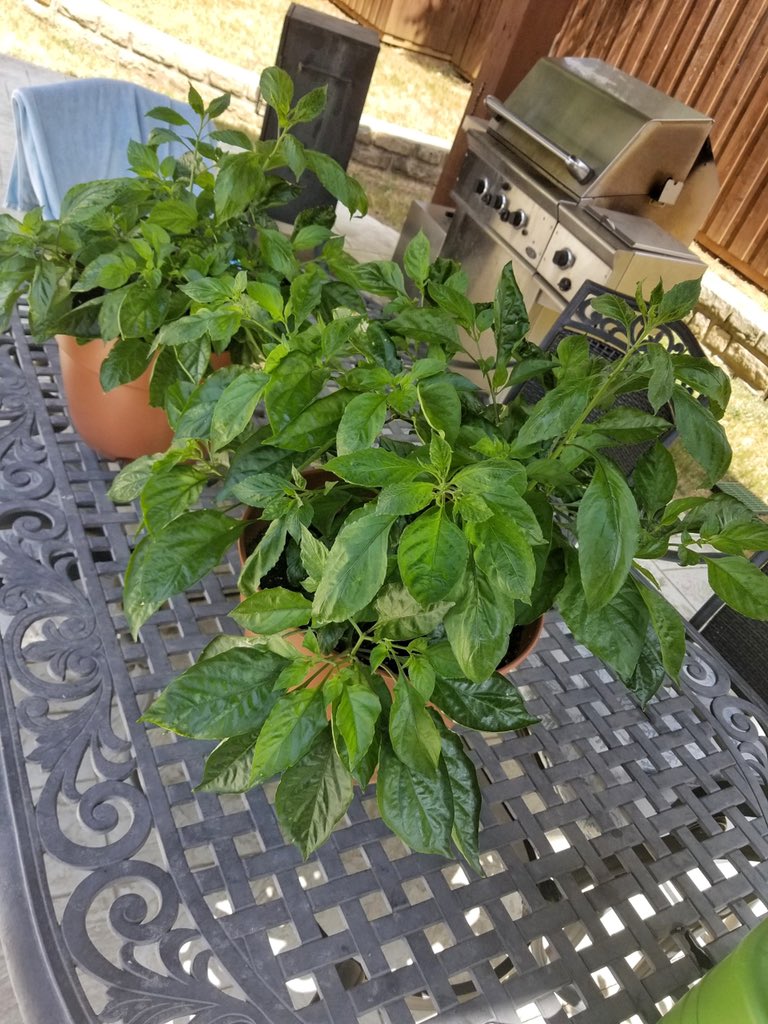 BadgersPeppers's tweet photo. Ghost pepper plants are perennial and take between 120 and 150 days to reach full maturity 👻🌶🌱 The ghost chili pepper adds a punch of flavor and heat to any dish. This pepper is going to be a flavorful addition to our spicy Badger salt 😎🧂 
#BadgersPepperProducts #GhostPepper https://t.co/d2HVsSe5Hp