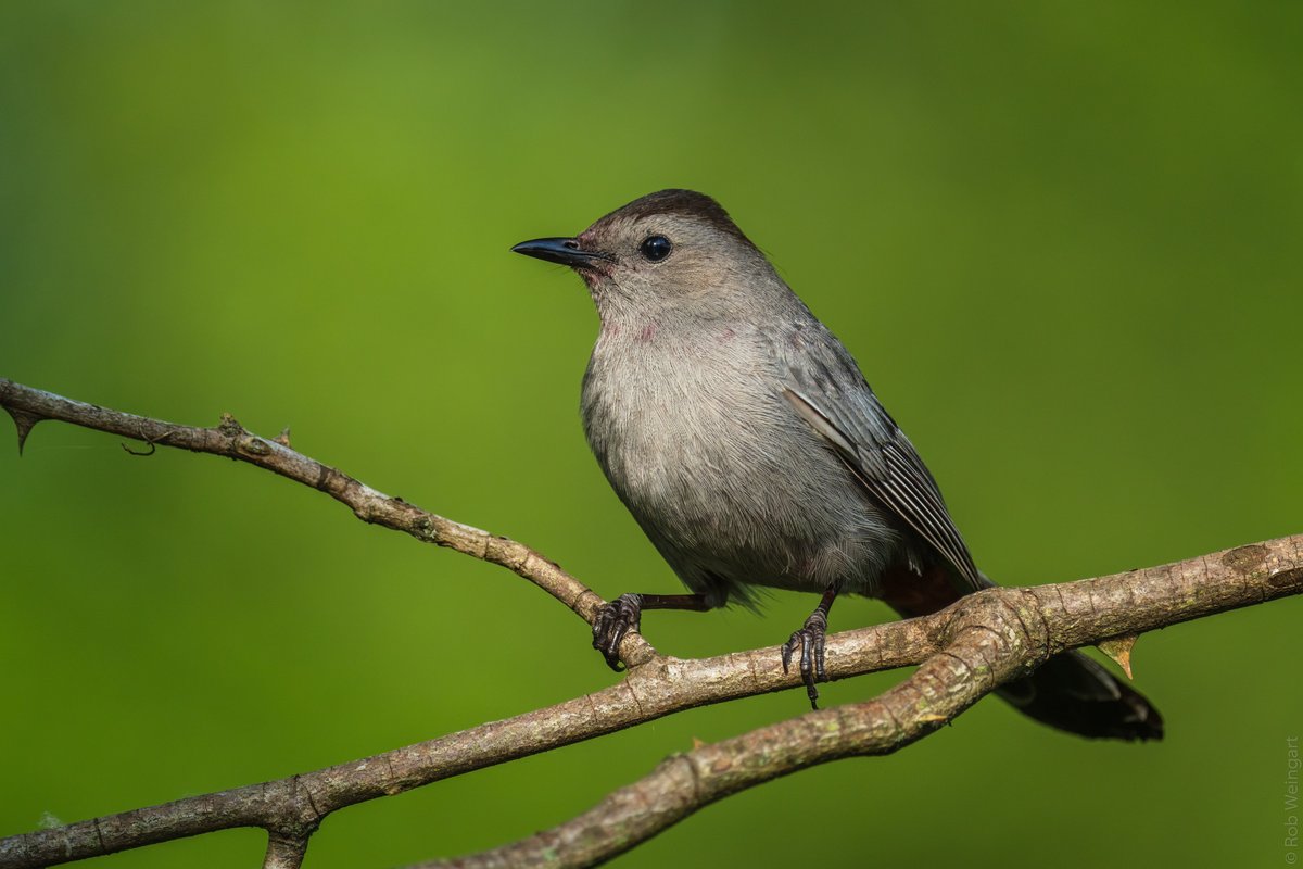 subtraho's tweet photo. Stately Gray Catbird
#graycatbird #carbird #meooooow
#wildlife #wildlifephotography #birding #birdtonic https://t.co/qiGxrJo3LD
