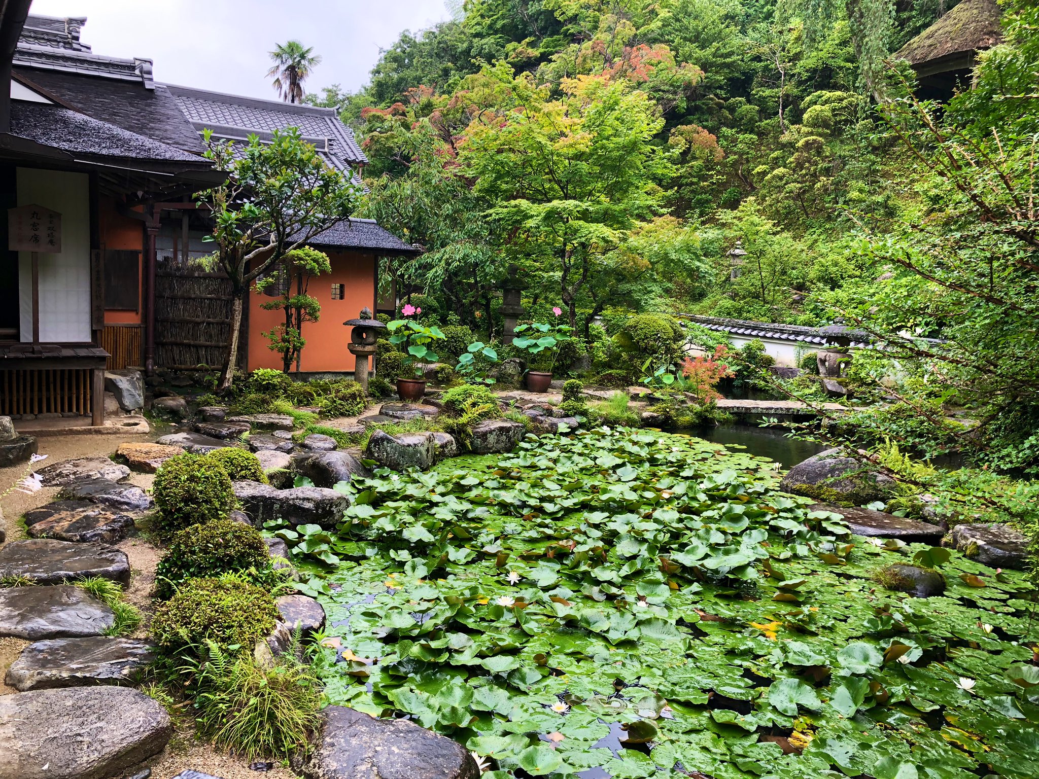 日本庭園メディア おにわさん 中の人 當麻寺中之坊庭園 その池泉回遊式庭園 香藕園 こうぐうえん は茶道 石州流 の祖 片桐石州の手掛けた庭園で 国指定名勝 大和三名庭 大和三名園 の一つに挙げられます この庭の名は ハス香る園