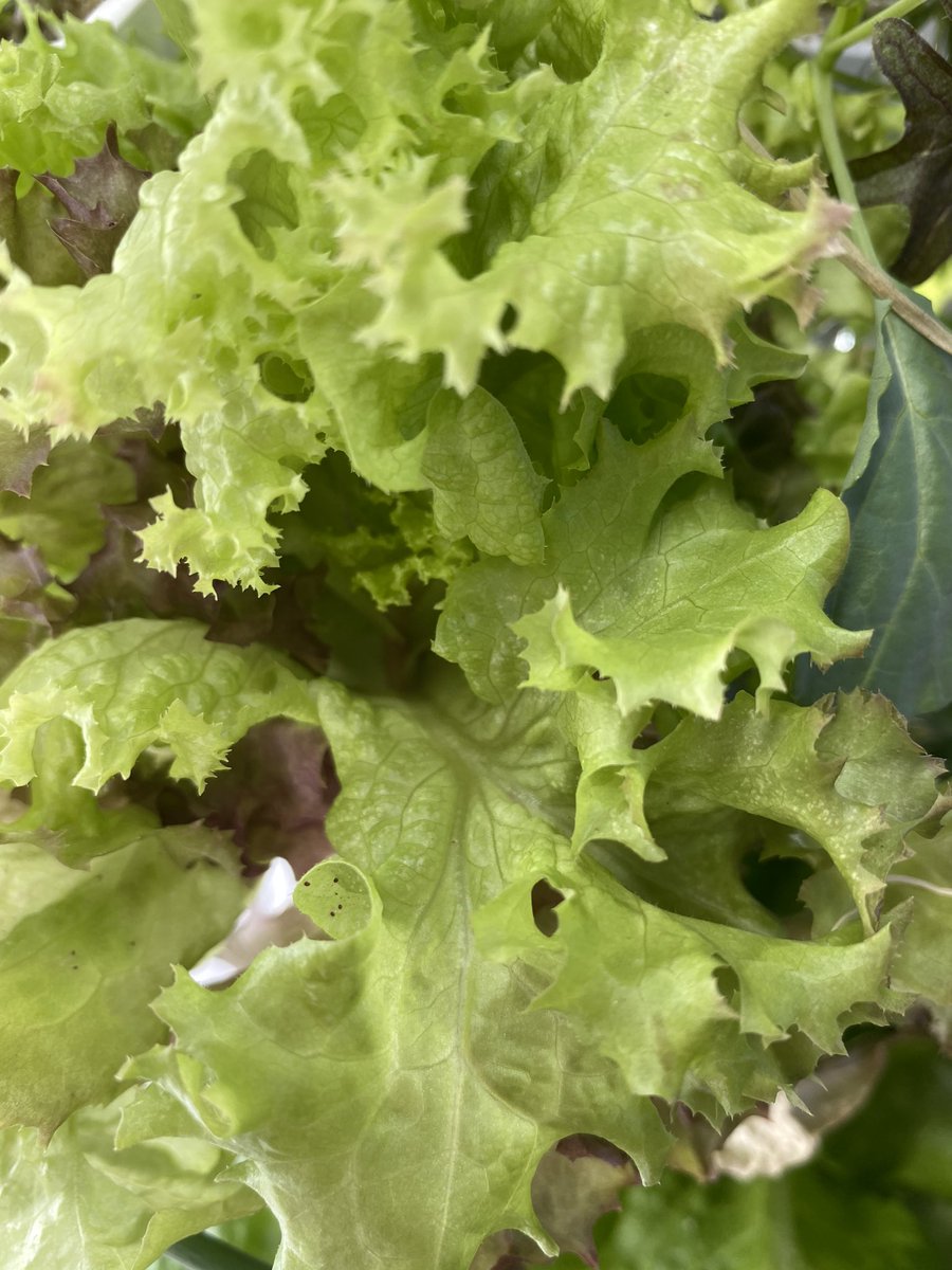 DillonDebby's tweet photo. My #Towergarden lettuce taste AMAZING! #Towertotable https://t.co/JeBO8y4sWo