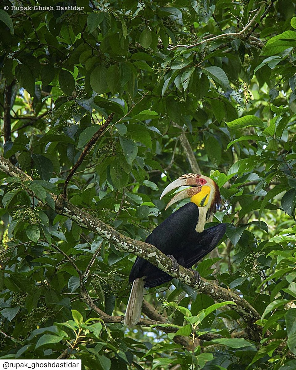 Wreathed Hornbill 
Found upto 1000m
Voice is like wheezing (kk-oukk-hwirkk)
How to identify: Male's eyes are red whereas female's eyes are brown in colour. Male's have yellowish gular pouch whereas Female's have blue gular pouch.
Text : <a href="/Deveshdy/">Devesh Kumar Krishnavanshi</a>
Photo by instagram.com/rupak_ghoshdas…