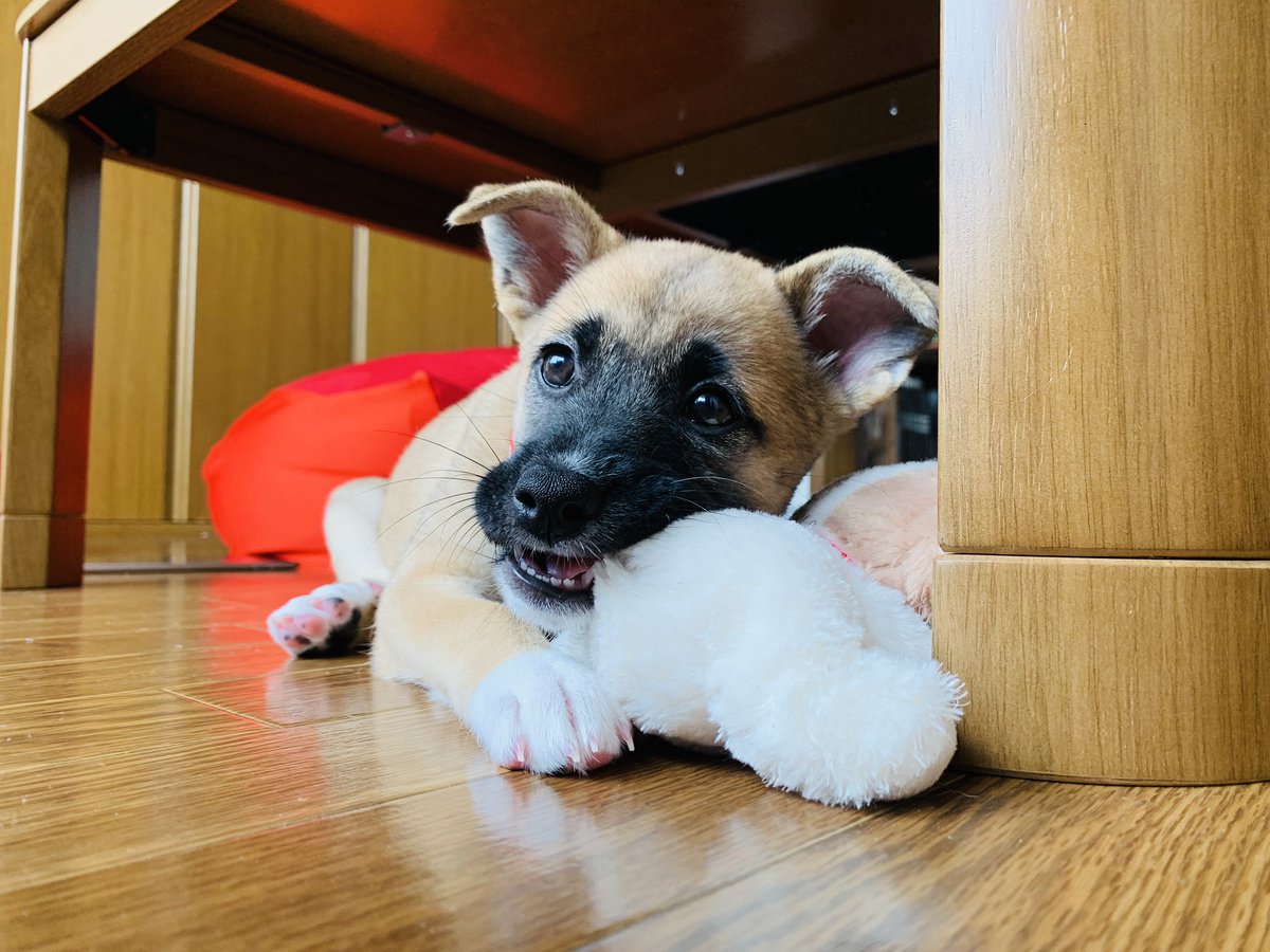 【絵日記】
犬の甘噛みを治したい人間たちの記録 