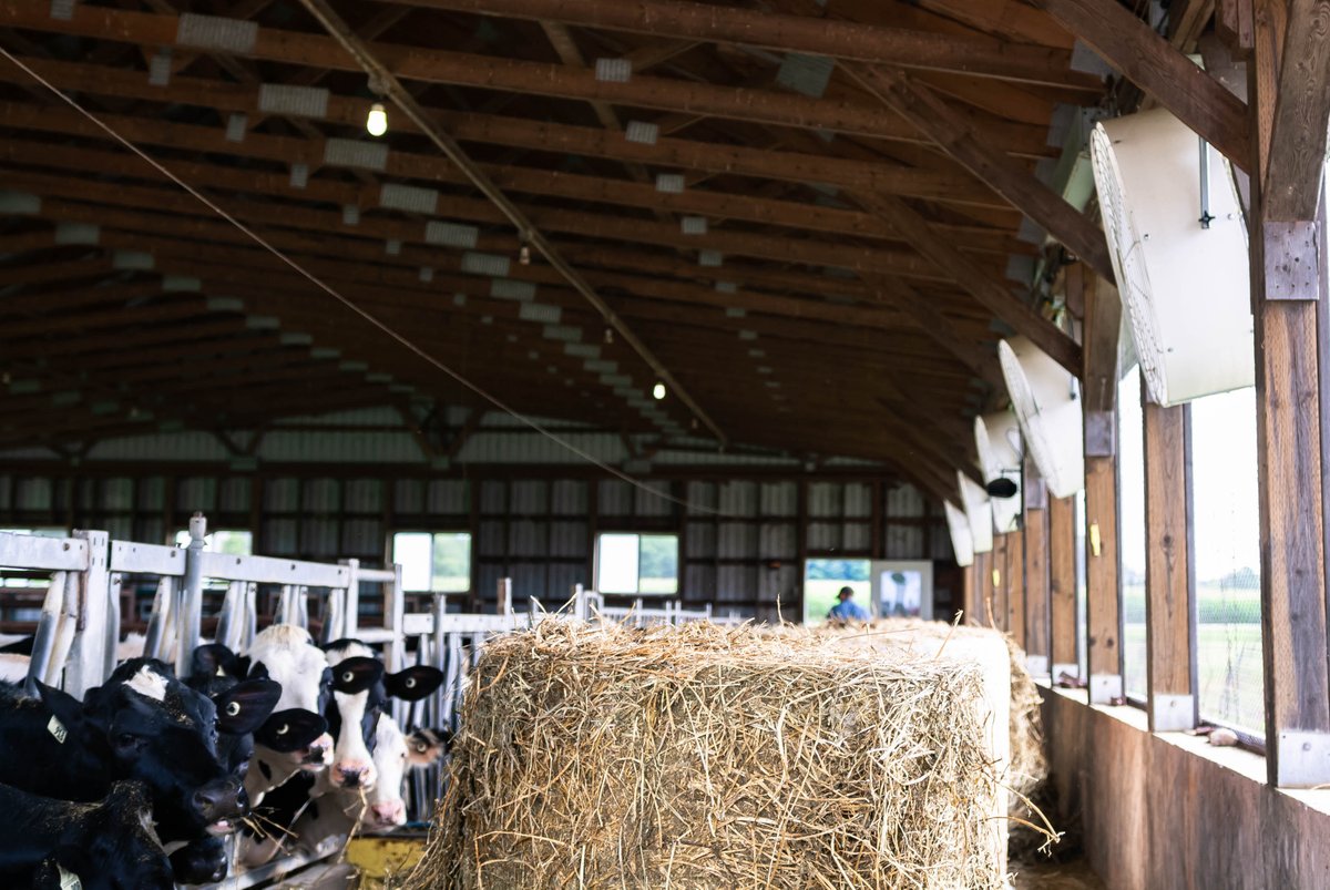 CanarmAgSystems's tweet photo. Check out these cool cows!  These beauties are beating the heat with some help from #Canarm PRF Poly Round Fans. Learn more about them here - https://t.co/Ywg3nKRRDo

#ventilation #BeatTheHeat #dairy #danagreybell
#circulatingfans #summer #cdnag https://t.co/Eqi6fWjZJG