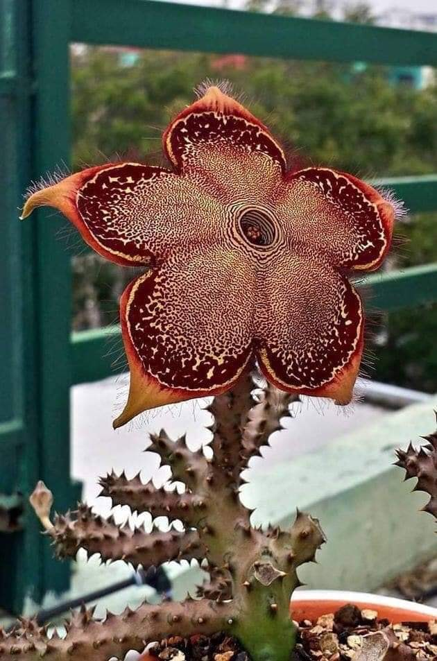 FabulousWeird's tweet photo. The Persian Carpet Flower. Wow
Seeds available here : https://t.co/NdsNMIJn7N https://t.co/891AFQ2A5y