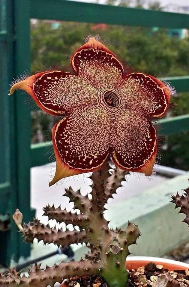 The Persian Carpet Flower. Wow Seeds available here : tidd.ly/2P2lMTV