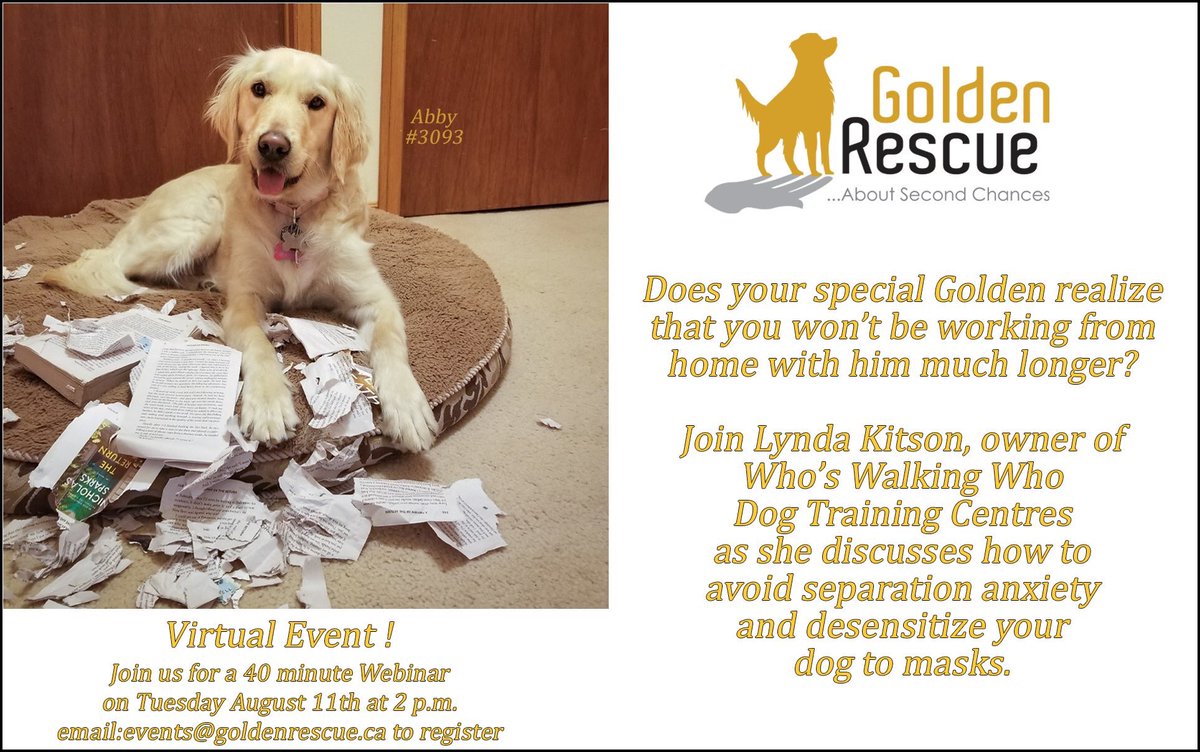 GoldenRescue's tweet photo. Join us for our next $10 Tuesday webinar! Returning to Work ~ Separation Issues.
Hosted by Lynda Kitson, owner of Whoโs Walking Who Dog Training Centres. To learn more or to register: https://t.co/Vc9w6GLlvU
#goldenretriever #virtualevent #separationissues #tendollartuesday https://t.co/O3zTn3Nx1G