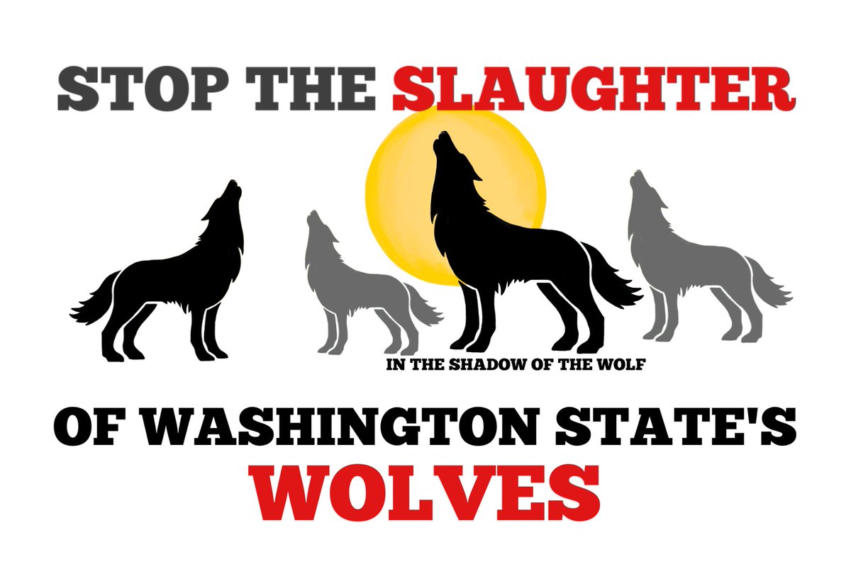 AEAllen27's tweet photo. A new protocol must be examined to reduce conflict, @GovInslee, one that does not include taking lethal action in the same areas yearly.
#TogoPack
#WedgePack
#ProfanityPeakPack
#ShermanPack
#SmackoutPack #ProfanityPeakPack2 https://t.co/FoMQUNa27R