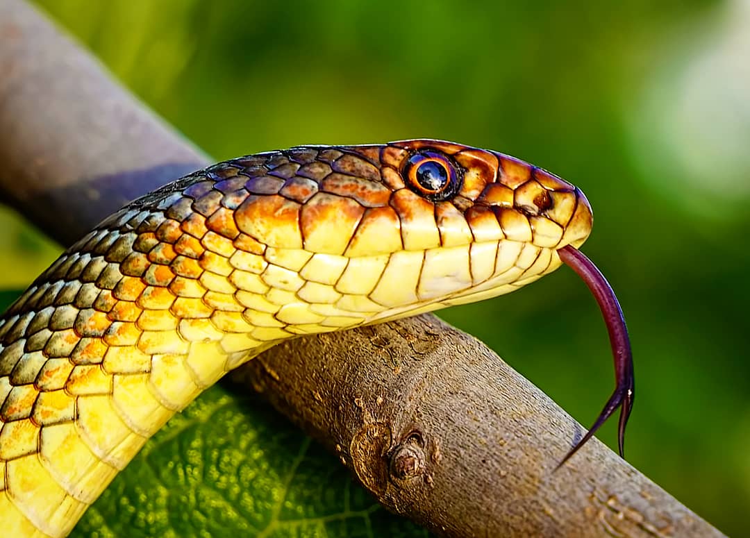WVideography's tweet photo. Bozyörük (Hazer Yılanı) / Caspian Whipsnake (Dolichophis caspius)
🐍
🐍
🐍
🐍
🐍
#caspianwhipsnake #whipsnake #colubridsofinstagram #herpstagram #herpingtime #fieldherping #reptilesofig #reptileoftheday #reptilegram #reptilia #reptilelo https://t.co/qq6ue4VcnF