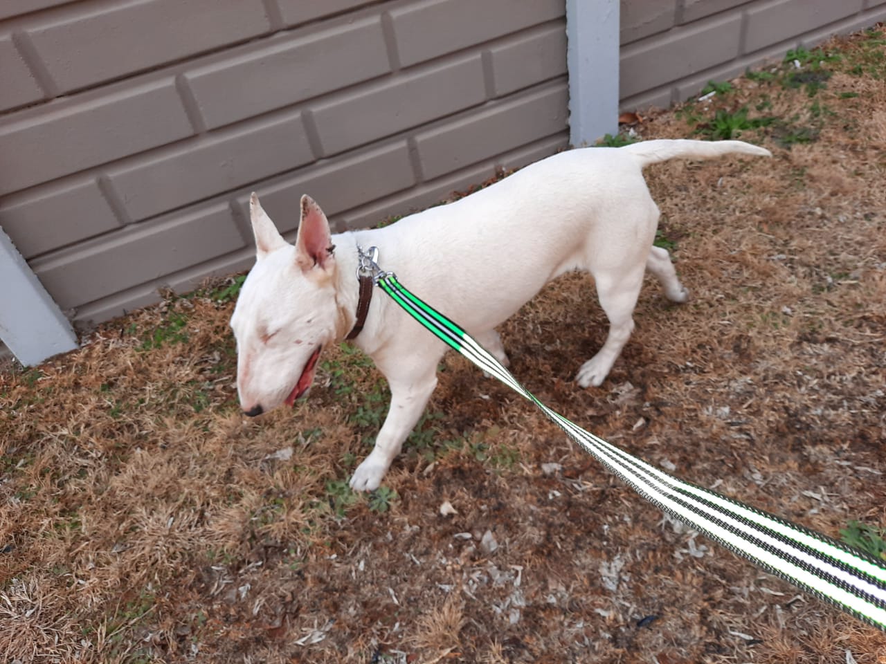 adorabull bull terrier rescue