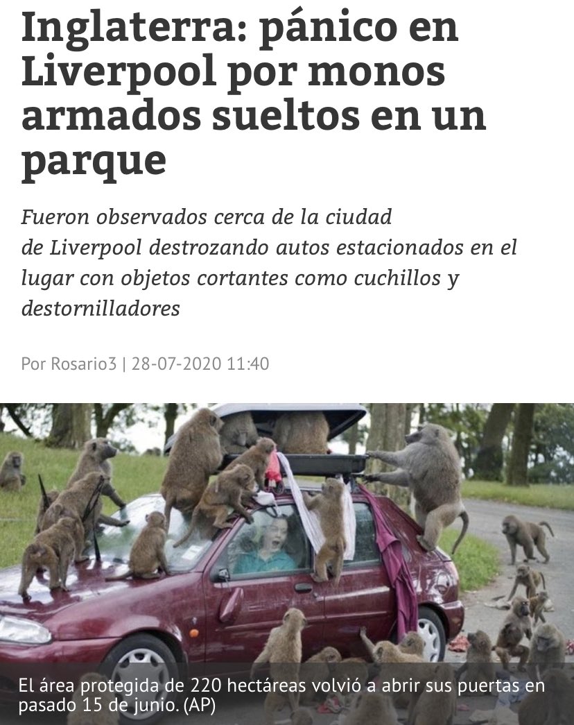 RevolucionMono's tweet photo. Os juramos que no tenemos nada que ver con esto...
#MonkeyRevolution https://t.co/XNqG8GrUIE
