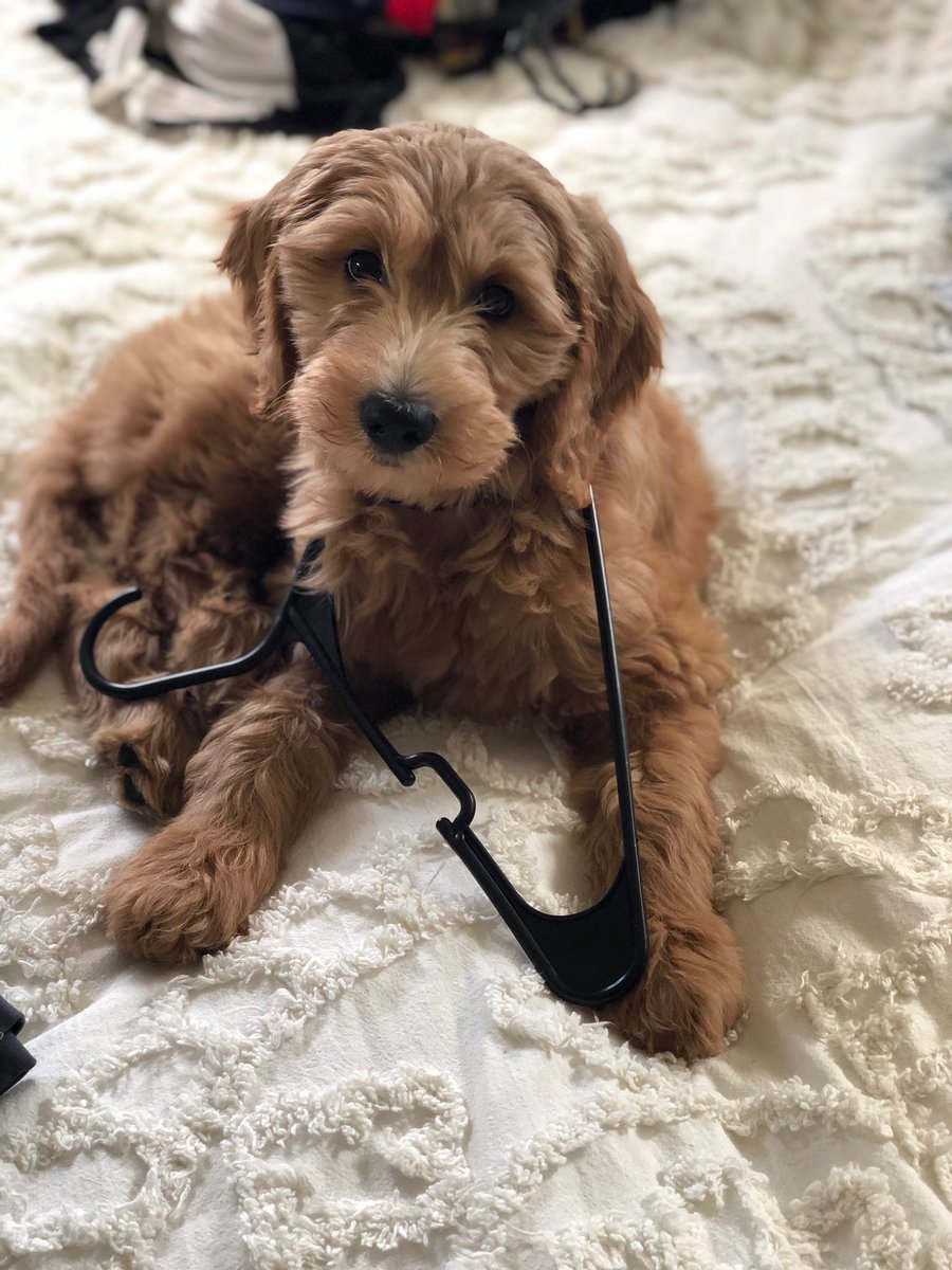 Sampson_Jon's tweet photo. We got a cute puppy. Her name is Bella. Sometimes she is good and other times she is bad. She is however cute, at all times. See below: https://t.co/XeH5XSMWs1