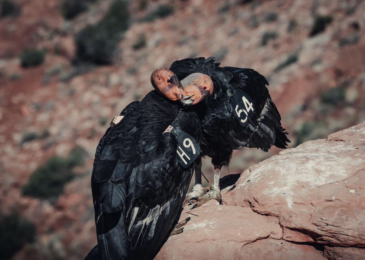 Relationship goals. #californiacondors #birdtwitter #birdphotography #NaturePhotography #Wildlifephotography #raptors #californiacondor #canon #birds #conservation