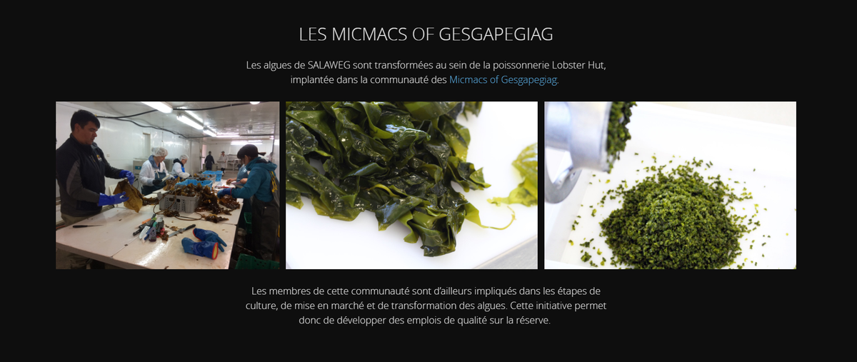 SIG_a_lecole's tweet photo. Connaissez-vous l'#algoculture?
Les #Micmacs de #Gesgapegiag, #Micmac de #Gespeg et la #PremièreNation #Wolastoqiyik_Wahsipekuk présentent leur excitante entreprise de #culture d'#algues :
https://t.co/1IloFBo1IJ
#Salaweg #Gaspésie #innovation https://t.co/PSZc6HFOnl https://t.co/pqij0OU24r