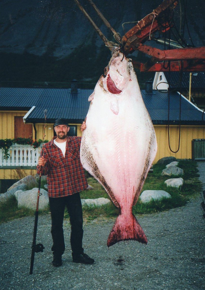 ODUFishing's tweet photo. TheIGFA: On this day in 2004, Thomas Boge Nielsen set the IGFA All-Tackle and Men’s 37-kg (80 lb) Line Class World Records with this incredible 190-kg (418-pound, 13-ounce) Atlantic halibut 🏆. He was fishing out of Vannoya, Norway, and landed the rec… https://t.co/5NjgnGnBD0