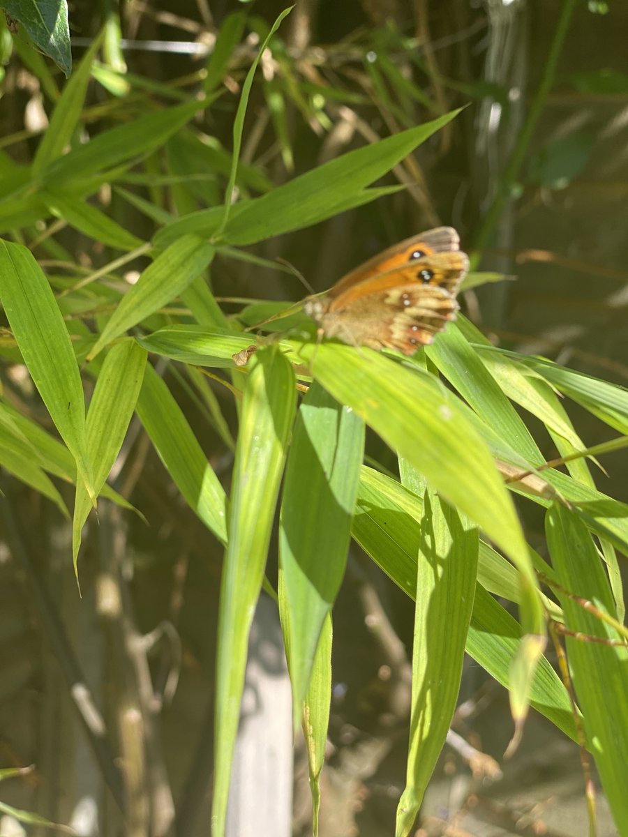 FinancialManage's tweet image. ⁦@itvmeridian⁩ from Ivan Lavelle, Southampton