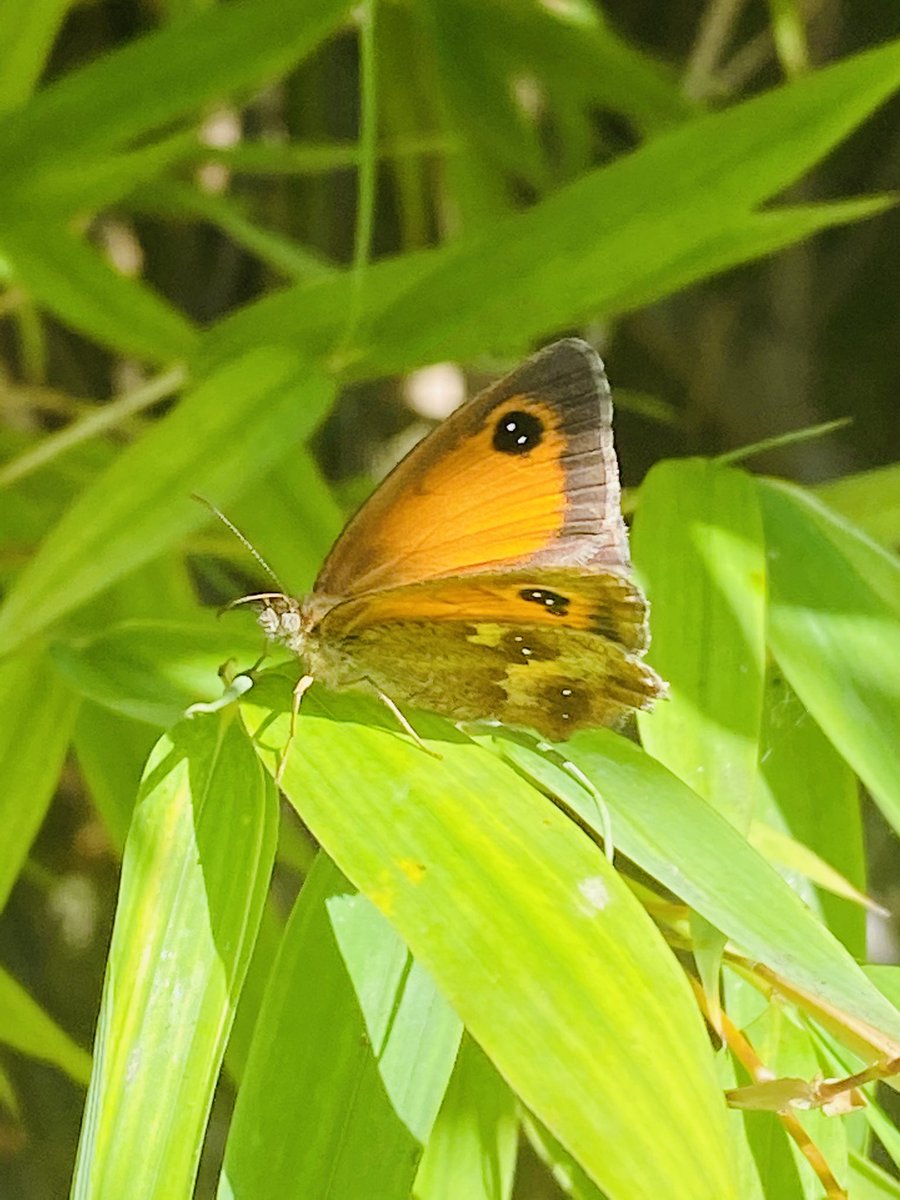 FinancialManage's tweet image. ⁦@itvmeridian⁩ from Ivan Lavelle Southampton