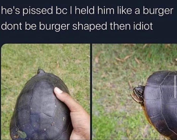 Grumpy Turtle Memes Time To Tuck Yourself In And Say Goodnight Baby