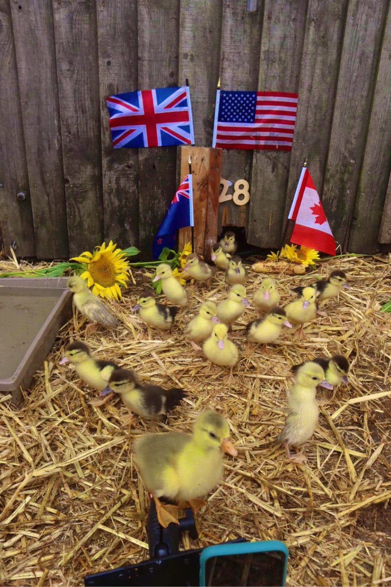 Farmily_buckets's tweet photo. Happy going viral anniversary @caenhillcc what a year we’ve had @chatty_farmer and @caro_painter here’s to many more rush hours and mini rush hours (photo by Chris).
#caenhillcc #farmrushhour #rushhour #minirushhour #farmbabies #charityfarm #oneyearon #farmspecial https://t.co/iq2sxC1t5w